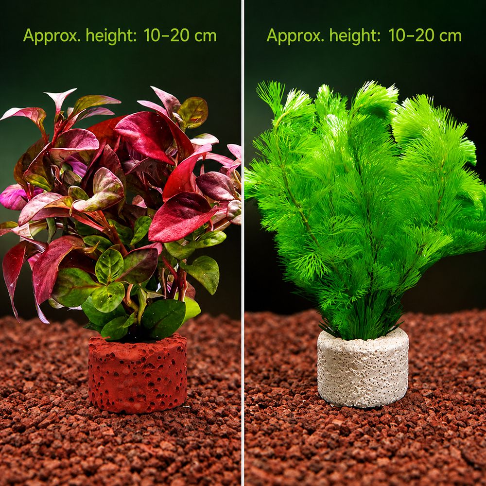 Planted Aquarium Pictures - 10個入りウェイトリング 水生植物固定リング サブストレートリング 写真の通り アクアリウムプラントアンカー アクアリウムプラントホルダー