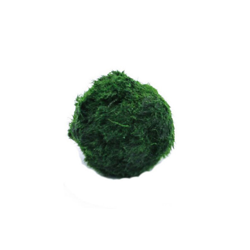 Aquarium Plant Roots - マリモモスボール 生きた水槽植物 藻類 魚 エビ 水槽飾り