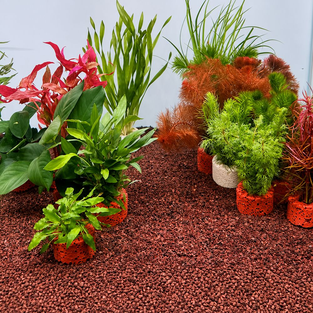 Planted Aquarium Pictures - 10 個の加重リング水生植物固定リング基材リング写真に示されているように水族館植物ホルダー植物固定ツール