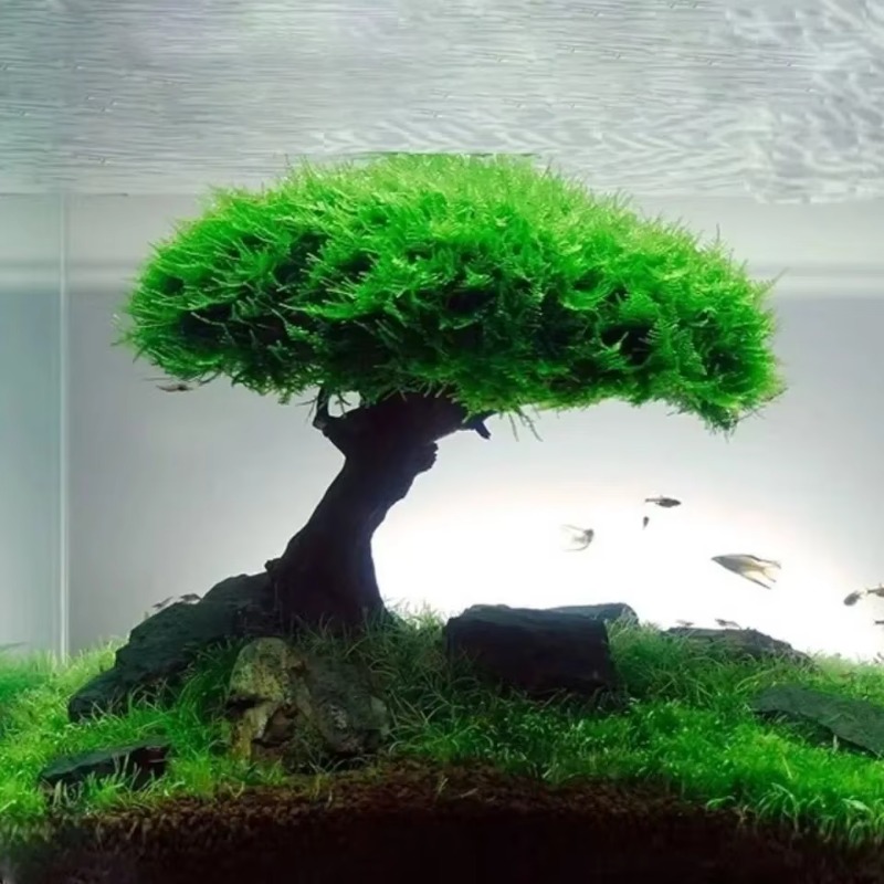 Planted Aquarium Without Fish - 水槽植物苔の木の装飾造園木製植物の根流木水生草水族館アクセサリー苔なし