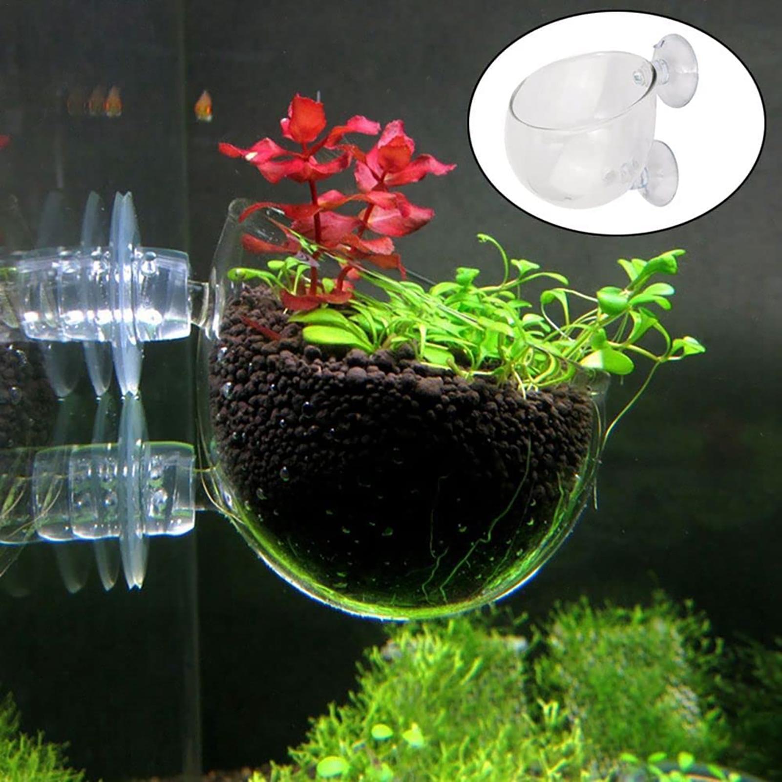 水族館植木鉢ガラスシリンダーカップ吸盤付き水生植物の種子を栽 - Aquarium Planted Seeds のレビューと価格