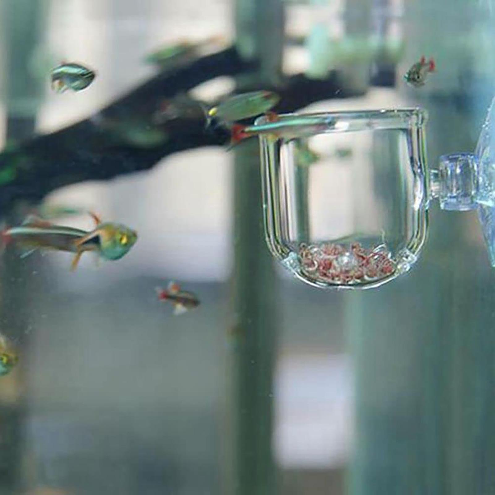 水族館植木鉢ガラスシリンダーカップ吸盤付き水生植物の種子を栽 - Aquarium Planted Seeds のレビューと価格