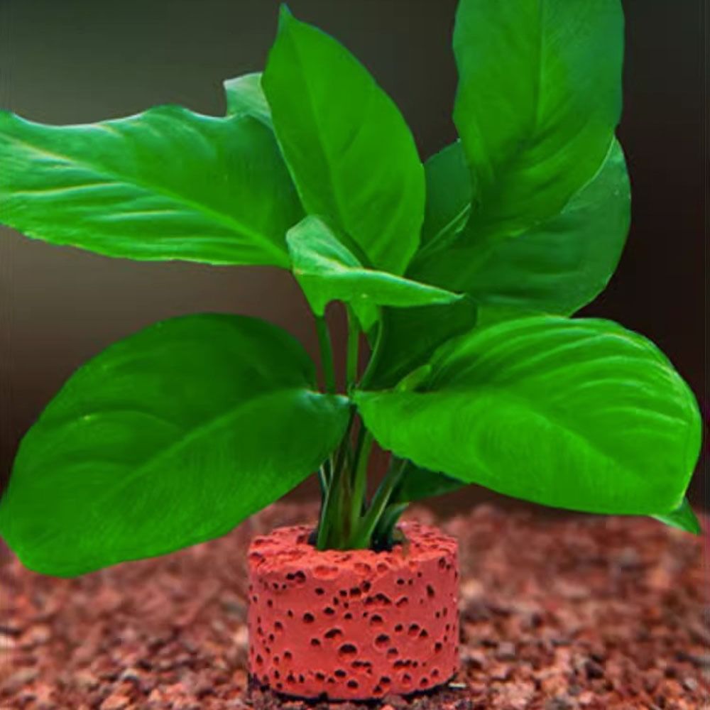 10個入り加重リング水生植物固定リング基材リング写真の通り水 - Planted Aquarium Pictures のレビューと価格