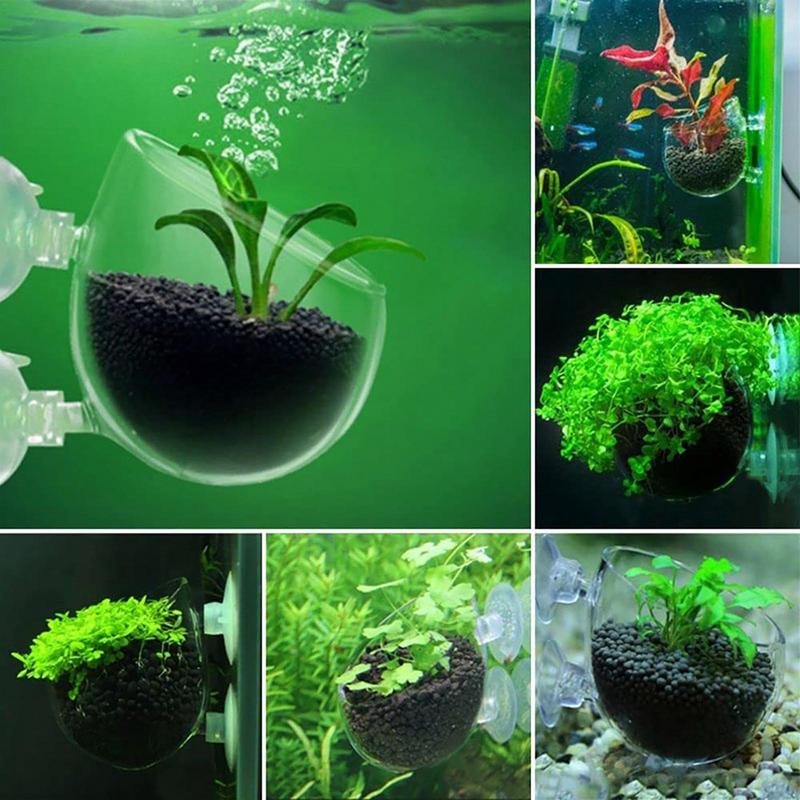 アクリル水生植物カップ水族館水植物ポット水草カップ吸引サンゴ - Aquarium Planted Seeds のレビューと価格