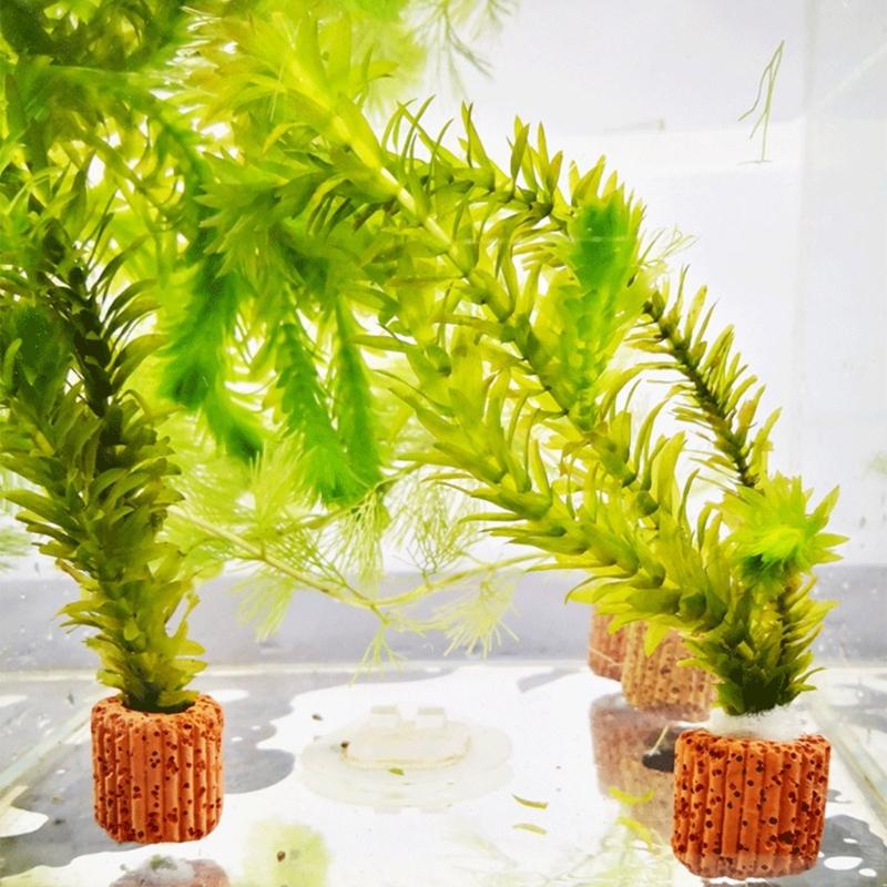 QX2E 水族館植物ホルダーアンカー植物アクアポニック植物栽 - Emersed Plants Aquarium のレビューと価格