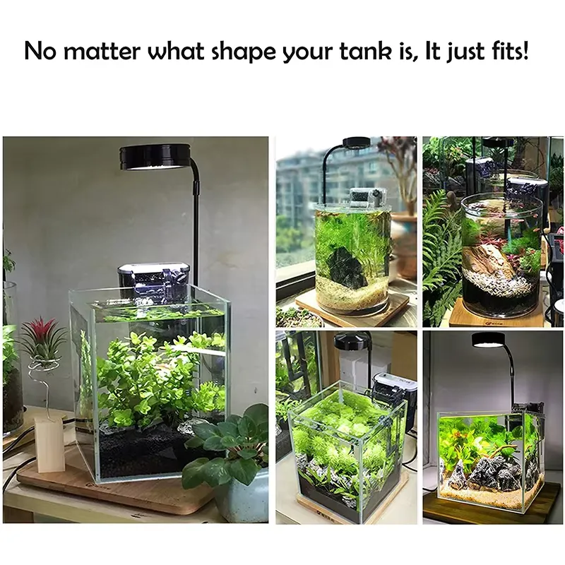 水槽、ベタ、鉢植え、多肉植物、ミニチュア風景用のフルスペクト - Planted Aquarium For Betta のレビューと価格