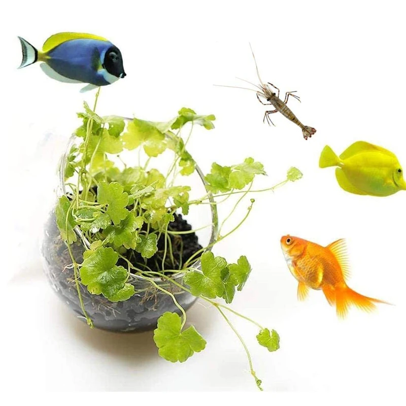 新しい水族館植物ポットガラスシリンダーカップ吸盤付き水生植物 - Aquarium Planted Seeds のレビューと価格
