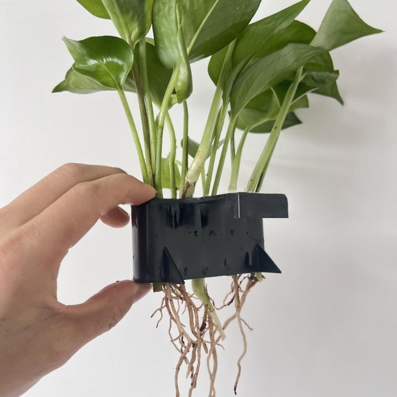 タンク植物植物の景観水耕栽培ガラス鍋植物栽培ラック貯蔵ラック - Emersed Plants Aquarium のレビューと価格