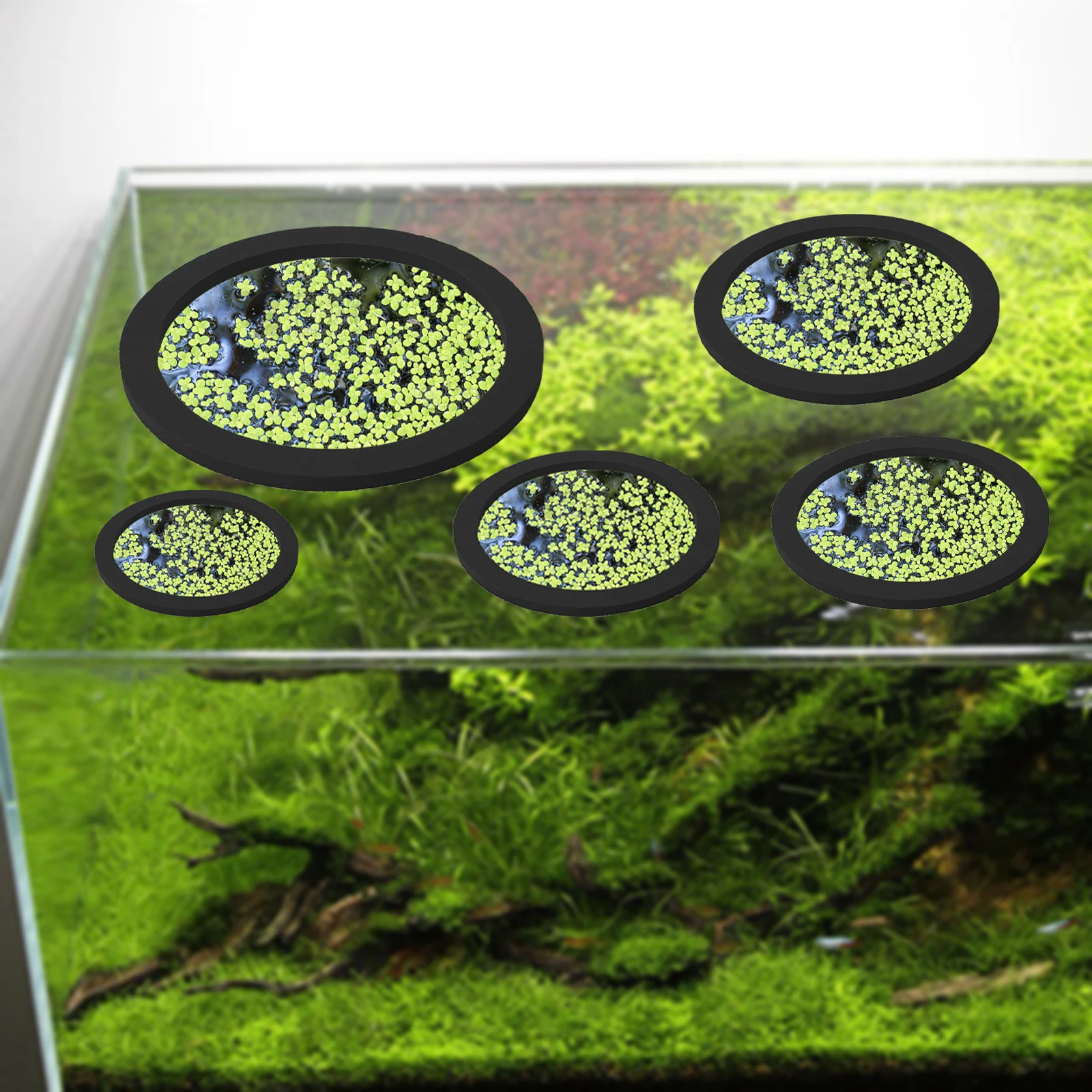 5 個 EVA 魚給餌リング水族館浮遊植物囲い水槽フロート植 - Planted Aquarium Supplies のレビューと価格