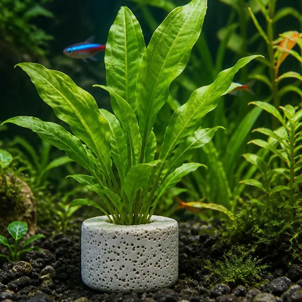 10個入りウェイトリング 水草固定リング サブストレートリン - Planted Aquarium Pictures のレビューと価格
