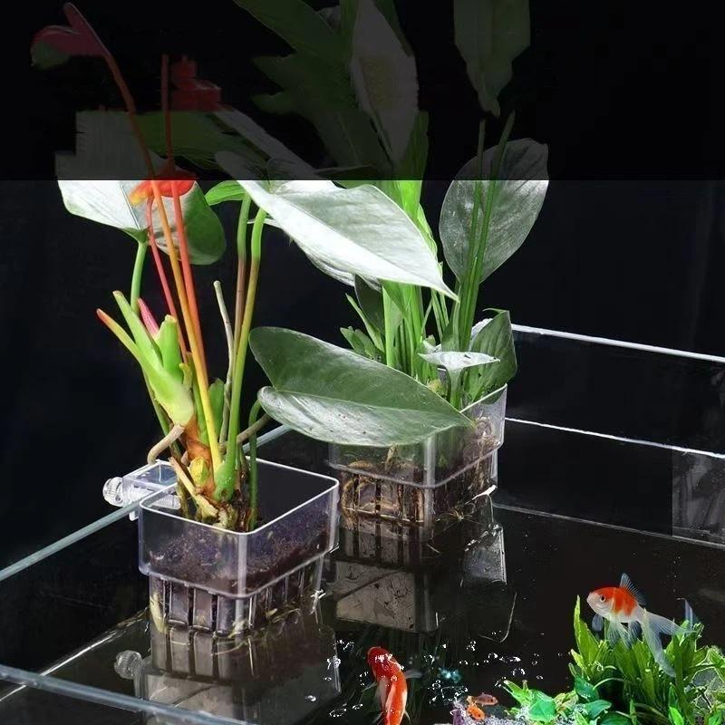 透明な吊り下げ式水槽植物ホルダー、水槽への取り付けが簡単、水 - Aquarium Plant Easy To Grow のレビューと価格
