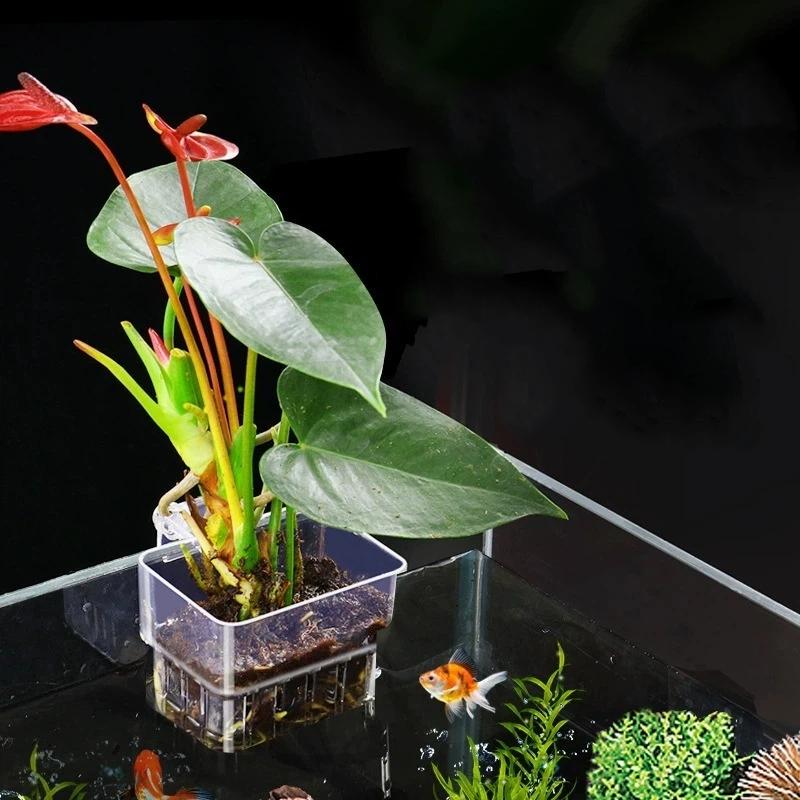 透明な吊り下げ式水槽植物ホルダー、水槽への取り付けが簡単、水 - Aquarium Plant Easy To Grow のレビューと価格