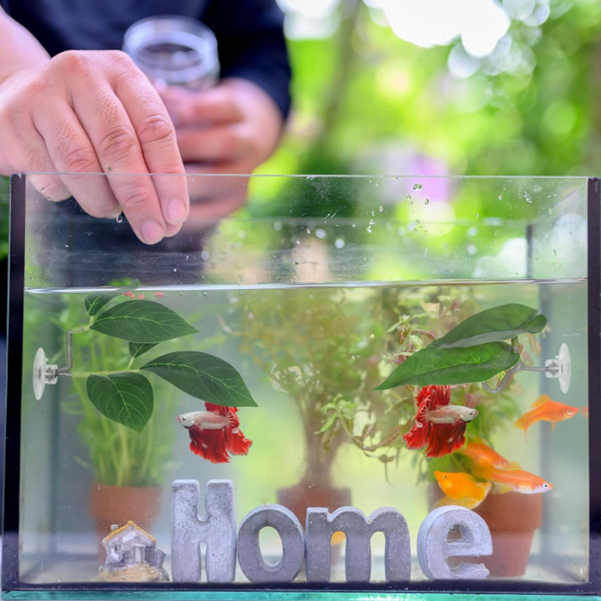 1 PC ベタフィッシュハンモック ソフト水槽装飾 プラスチ - Planted Aquarium For Betta のレビューと価格