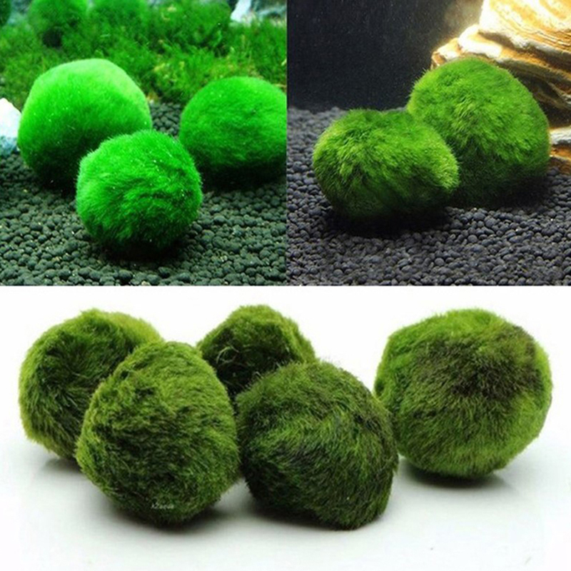 マリモモスボール 生きた水槽植物 藻類 魚 エビ 水槽飾り  - Aquarium Plant Roots のレビューと価格