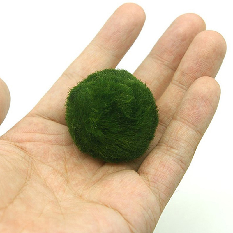 マリモモスボール 生きた水槽植物 藻類 魚 エビ 水槽飾り  - Aquarium Plant Roots のレビューと価格