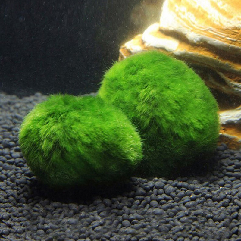 マリモモスボール 生きた水槽植物 藻類 魚 エビ 水槽飾り  - Aquarium Plant Roots のレビューと価格