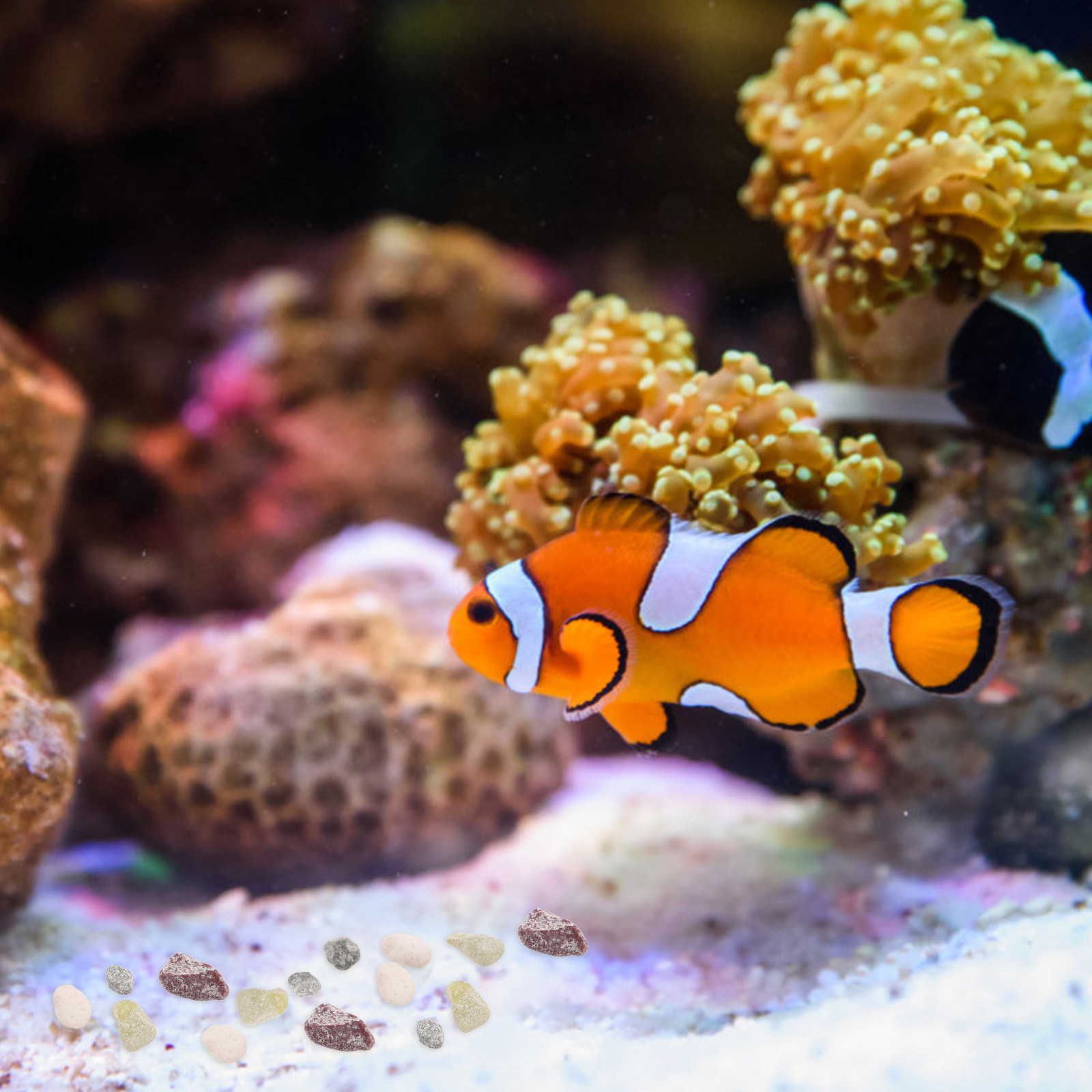 水槽用天然石 3-6mm 魚タンク底砂 装飾用小石 魚タンク - Aquarium Plant Gravel のレビューと価格