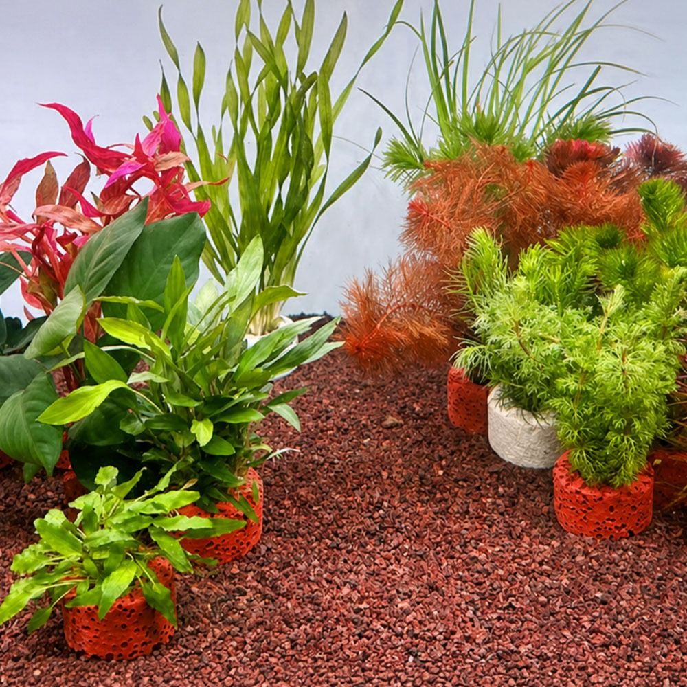 10 個の加重リング水生植物固定リング基材リング写真に示され - Planted Aquarium Pictures のレビューと価格