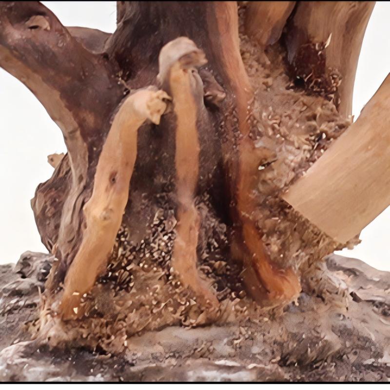 家のための木の装飾品,1ピース,造園,魚の木,家のための根の - Aquarium Plant Roots のレビューと価格