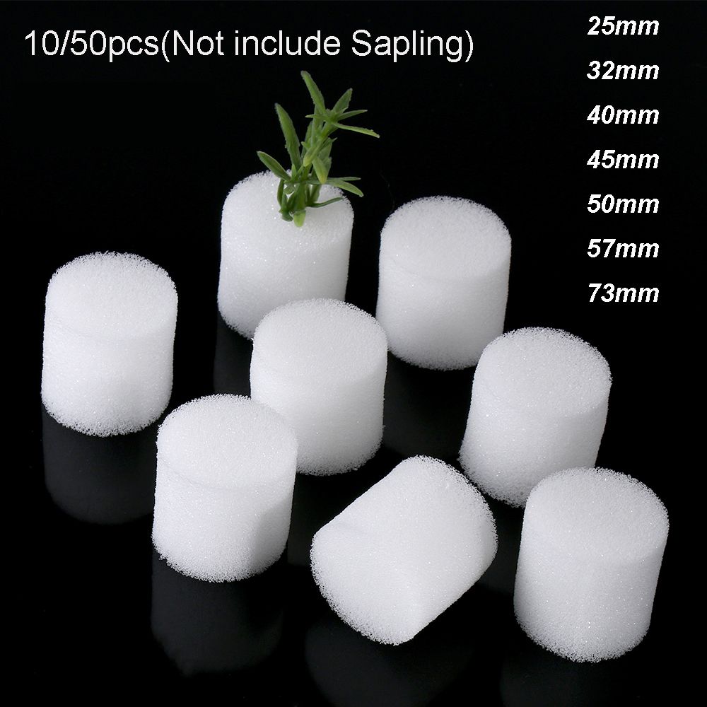 耐久性のあるガーデン用品,10/50個,保育園の植物,無水耕 - Aquarium Planted Seeds のレビューと価格