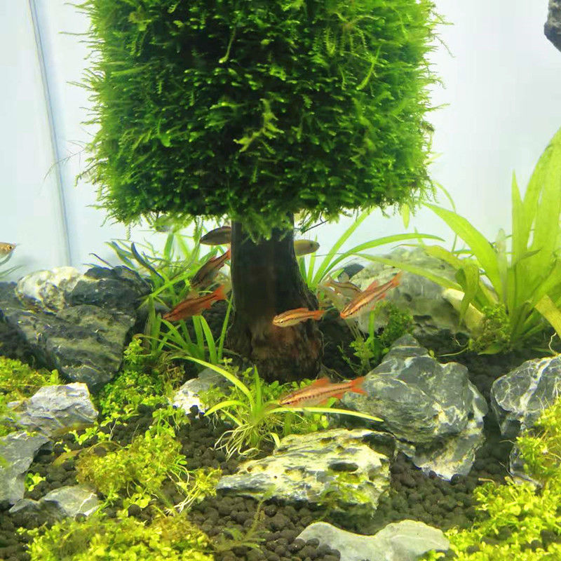 水族館の装飾,きらびやかな植物,木,クリスマスの木,魚の装飾 - Aquarium Planted Seeds のレビューと価格