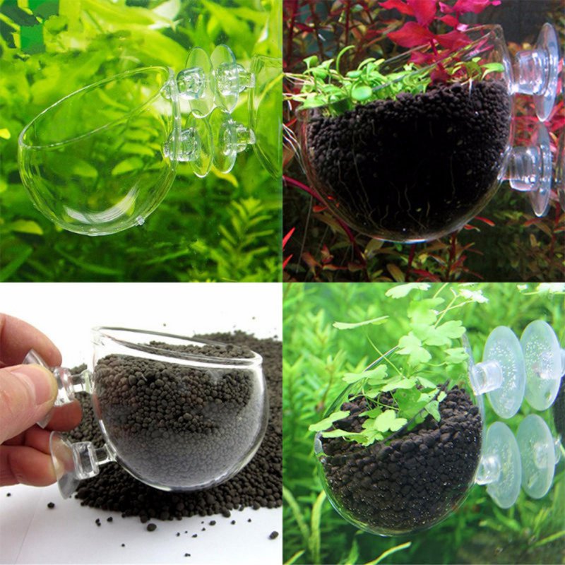 水族館の植物のためのガラス製の円筒形カップ,水鉢植えの多肉植 - Aquarium Planted Seeds のレビューと価格