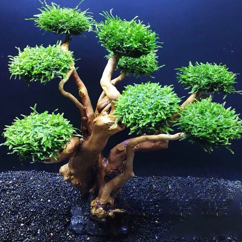 水槽植物苔の木の装飾造園木製植物の根流木水生草水族館アクセサ - Planted Aquarium Without Fish のレビューと価格