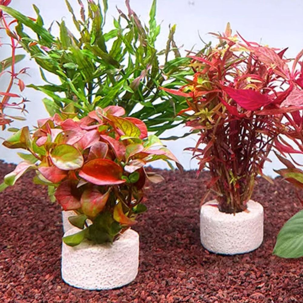 10 個の加重リング水生植物固定リング基材リング写真に示され - Planted Aquarium Pictures のレビューと価格
