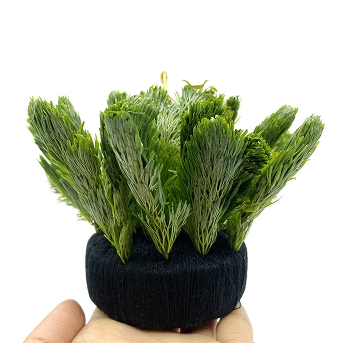 黒い水槽の装飾,水生植物の根のための水生草の植え付け,栽培, - Aquarium Plant Roots のレビューと価格